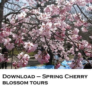 Cherry blossom Kanazawa