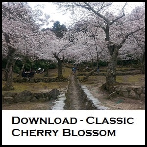 Cherry blossom Hiroshima