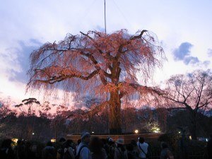 Maruyama Park, Kyoto