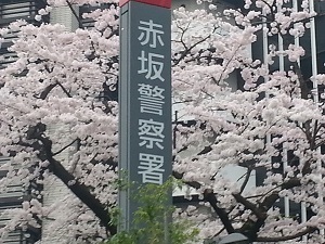 cherry blossom