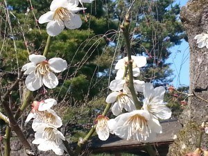 cherry blossom in leaf