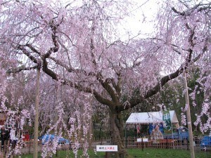 Hanami
