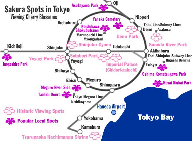 Tokyo Cherry